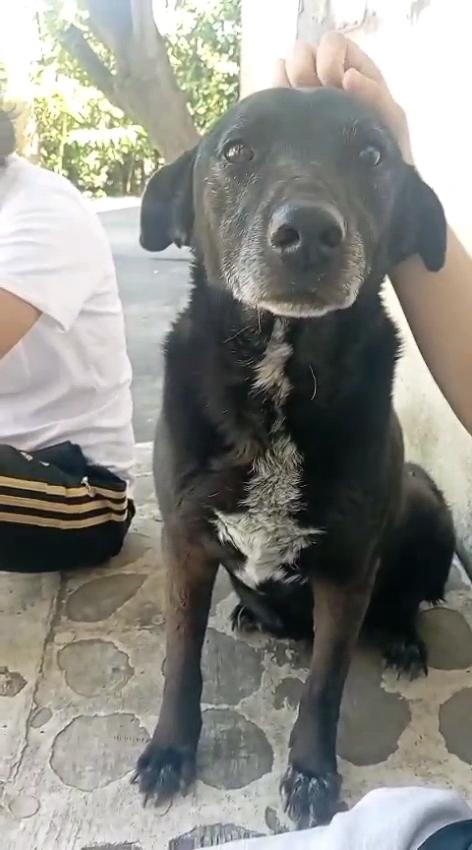 Cagnolina Cerca Adozione. Bella