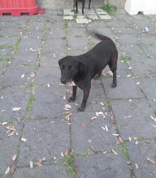 Cagnolina cerca adozione. Bella Foto 2