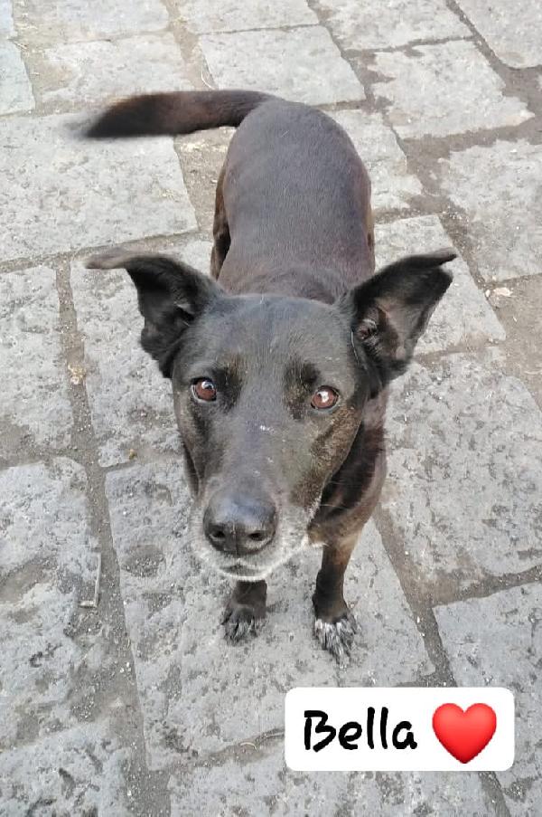 Cagnolina cerca adozione. Bella Foto 3