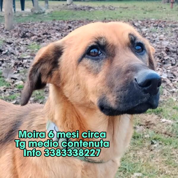 Moira Cucciola Di 5 Mesi E Mezzo Cerca Casa