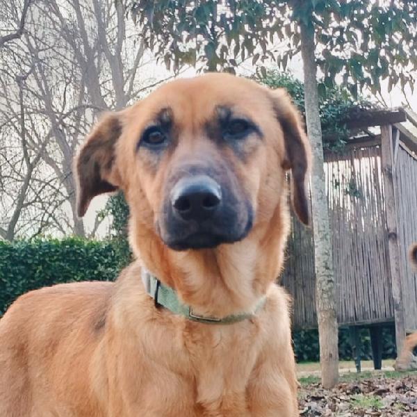 Moira cucciola di 5 mesi e mezzo cerca casa Foto 2