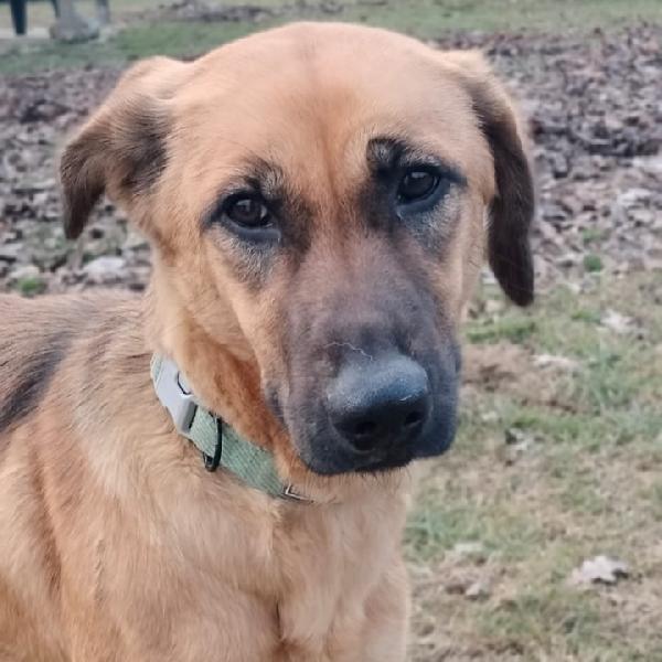 Moira cucciola di 5 mesi e mezzo cerca casa Foto 4