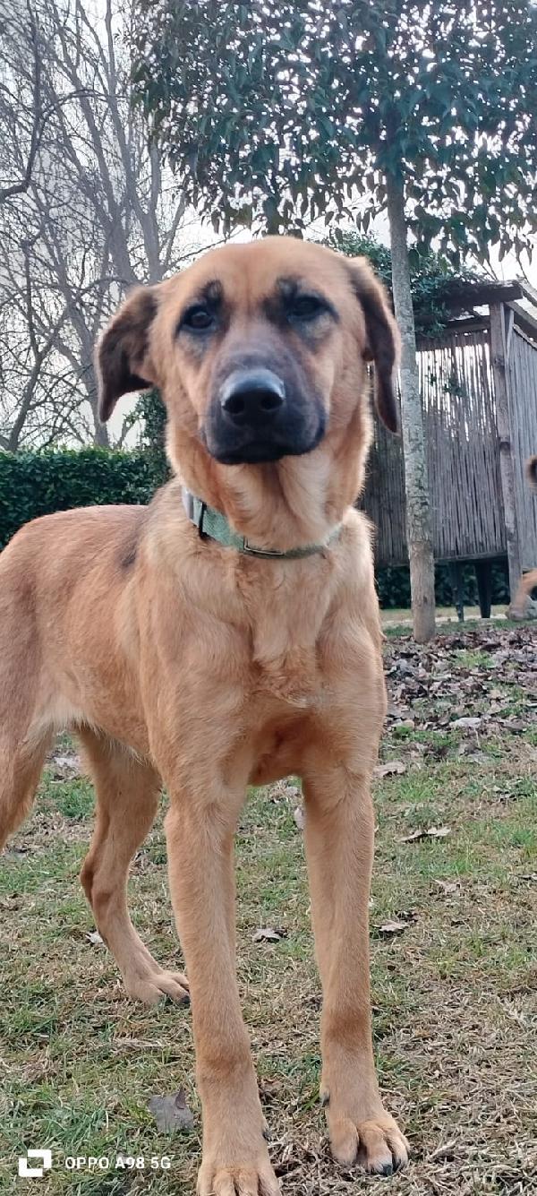 Moira cucciola di 5 mesi e mezzo cerca casa Foto 5