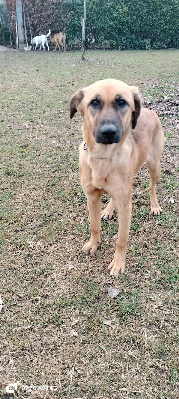 Moira cucciola di 5 mesi e mezzo cerca casa Foto 6