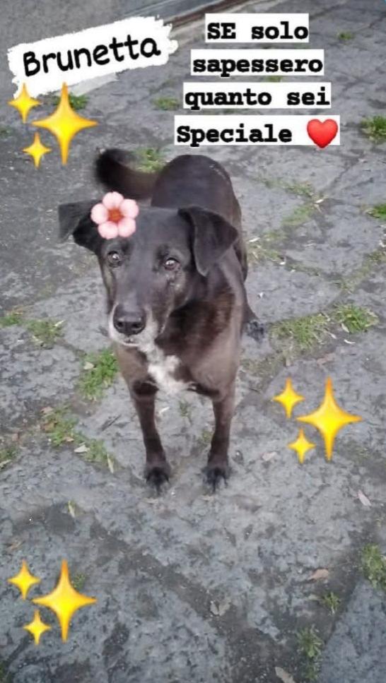 Cagnolina In Adozione. Brunetta 