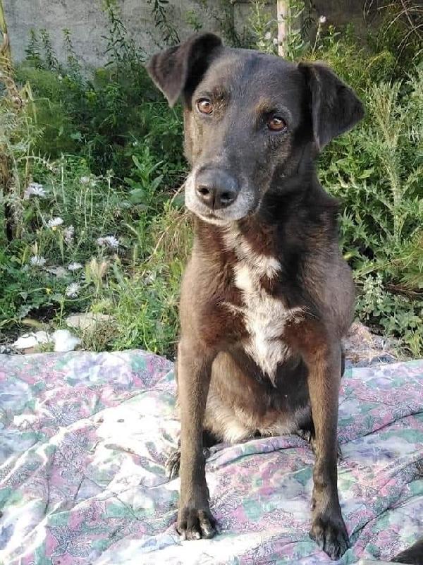 Cagnolina in Adozione. Brunetta  Foto 2