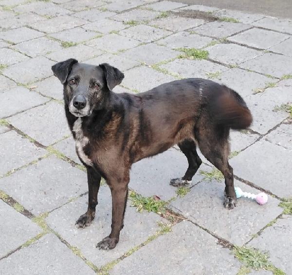 Cagnolina in Adozione. Brunetta  Foto 3