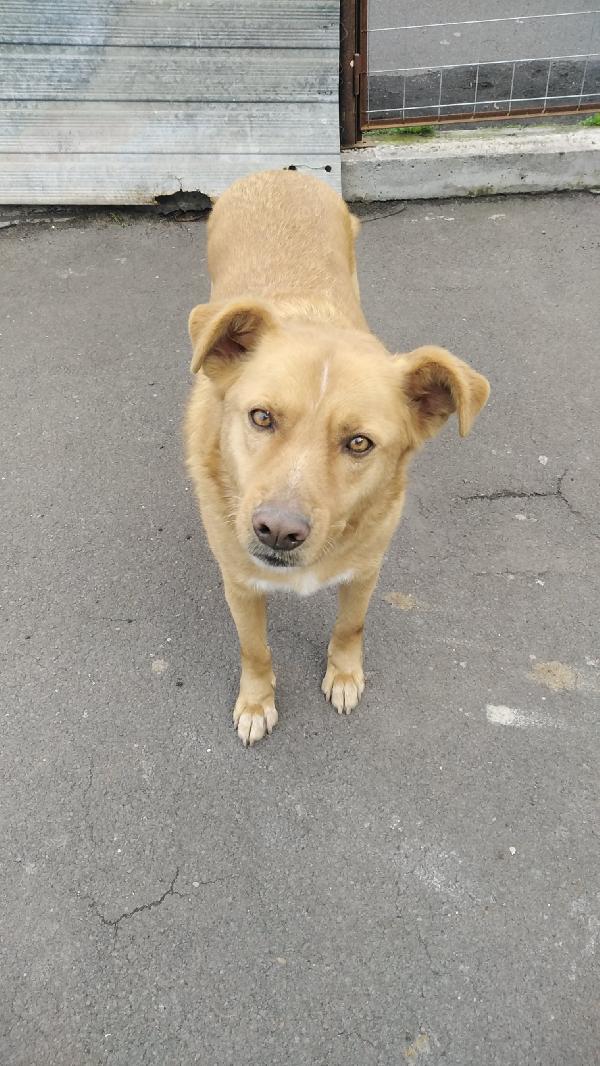 Cagnolino Cerca Adozione. Tommy 