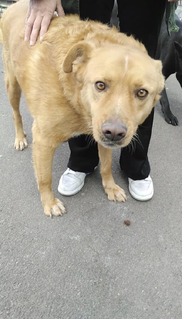 Cagnolino cerca adozione. Tommy  Foto 2