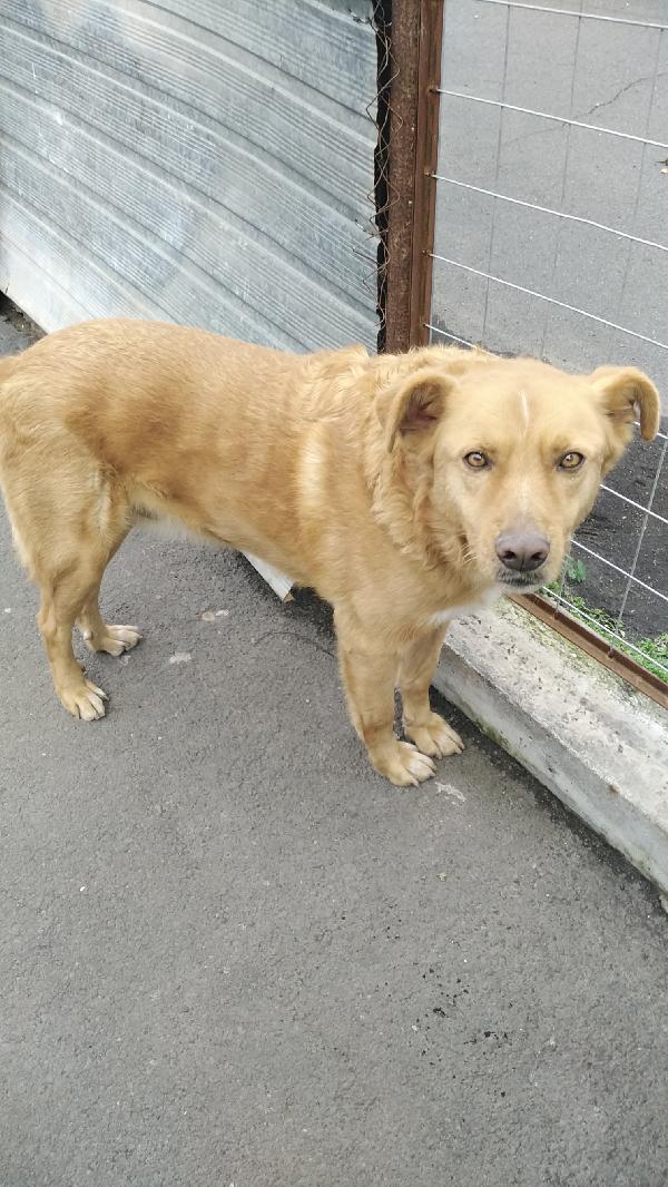 Cagnolino cerca adozione. Tommy  Foto 3