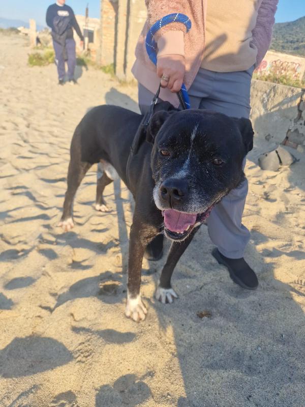 King Splendido Simil Amstaff Cerca Famiglia 