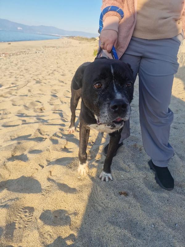 King splendido simil Amstaff cerca famiglia  Foto 2