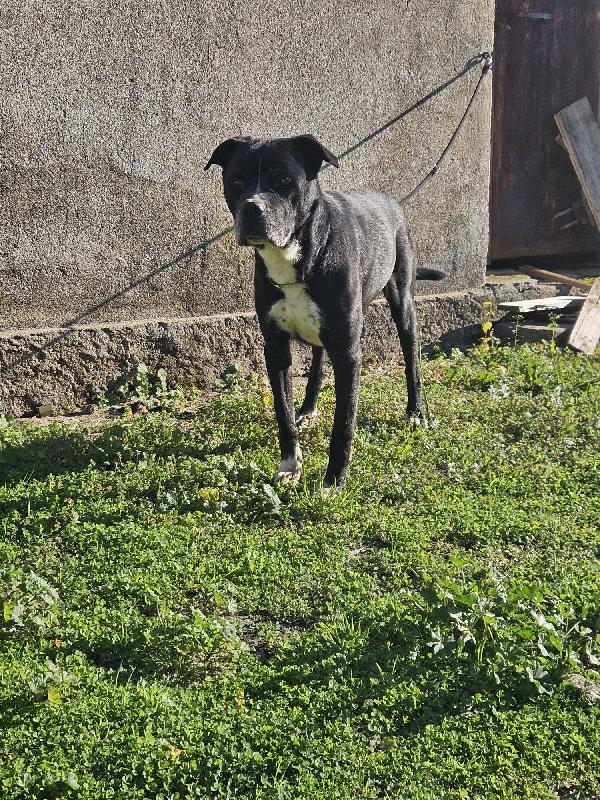 King splendido simil Amstaff cerca famiglia  Foto 3