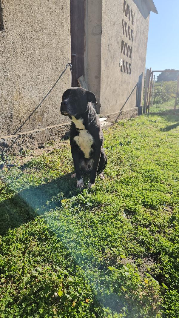 King splendido simil Amstaff cerca famiglia  Foto 4