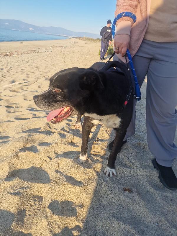 King splendido simil Amstaff cerca famiglia  Foto 5