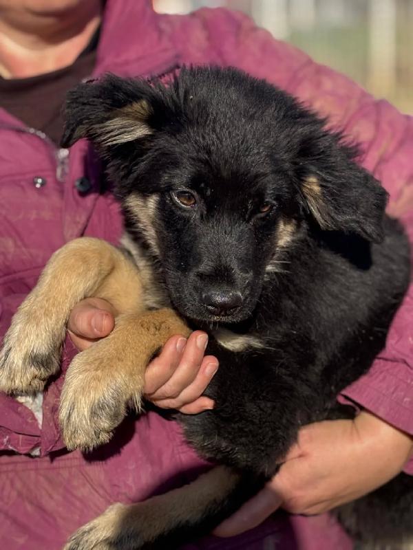 Alex cucciolo 4 mesi mix border collie cerca casa Foto 2