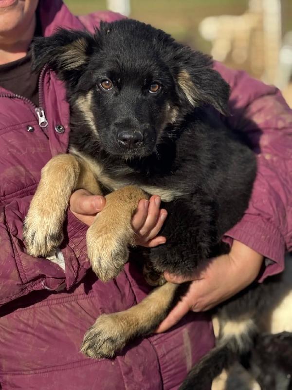 Alex cucciolo 4 mesi mix border collie cerca casa Foto 3