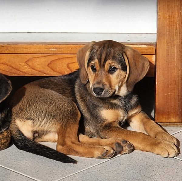 Xena Cucciola Con Un Super Musetto 