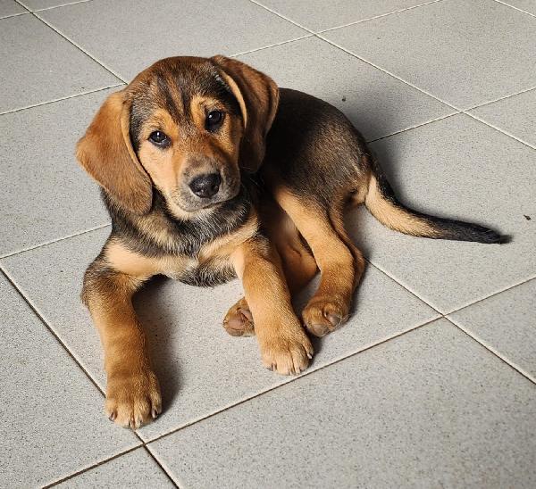 Xena cucciola con un super musetto  Foto 2