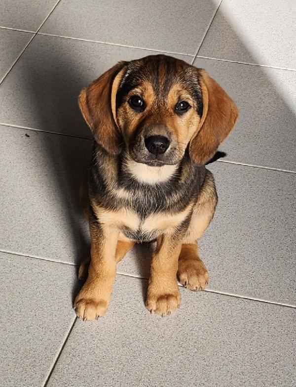 Xena cucciola con un super musetto  Foto 3