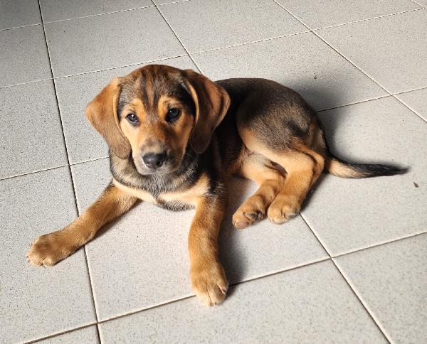 Xena cucciola con un super musetto  Foto 4