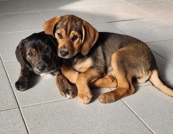 Xena cucciola con un super musetto  Foto 5