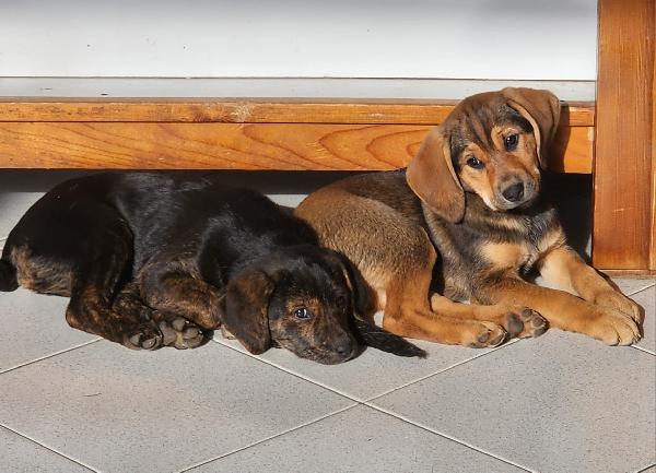 Xena cucciola con un super musetto  Foto 6