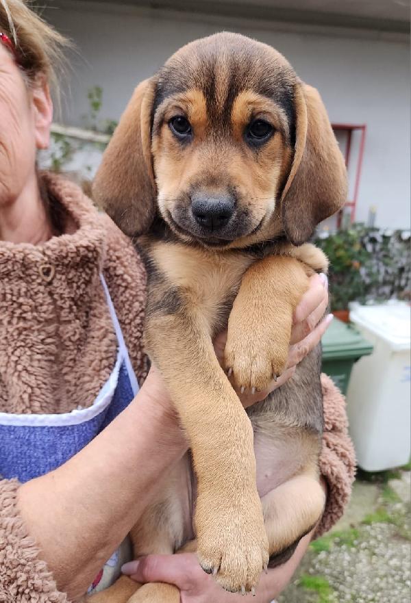 Xena cucciola con un super musetto  Foto 7