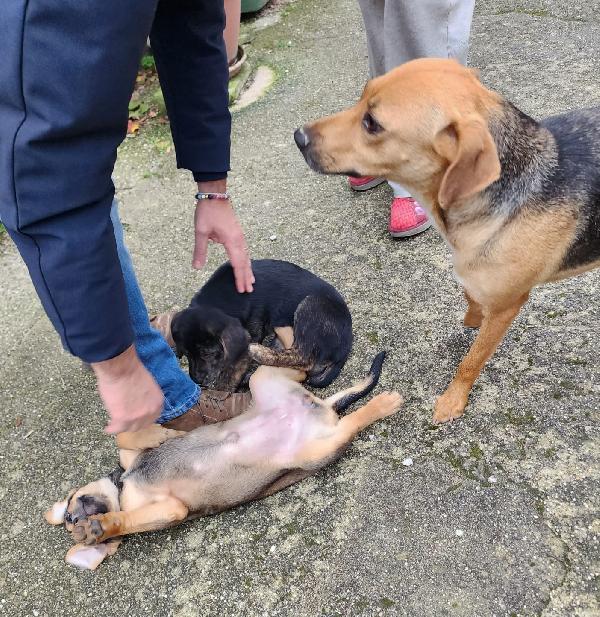 Xena cucciola con un super musetto  Foto 8