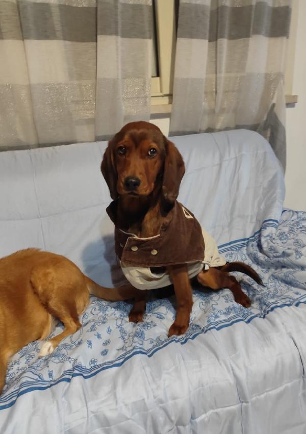 Giuggiola 1 Anno Taglia Piccola 