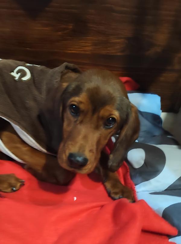 GIUGGIOLA 1 anno taglia piccola  Foto 2