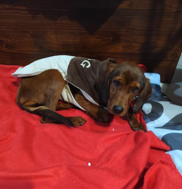 GIUGGIOLA 1 anno taglia piccola  Foto 3