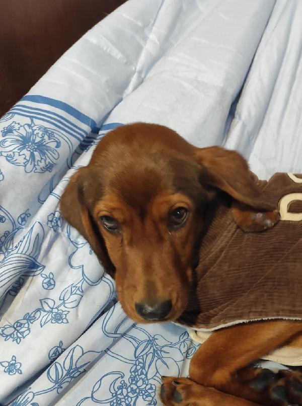 GIUGGIOLA 1 anno taglia piccola  Foto 4