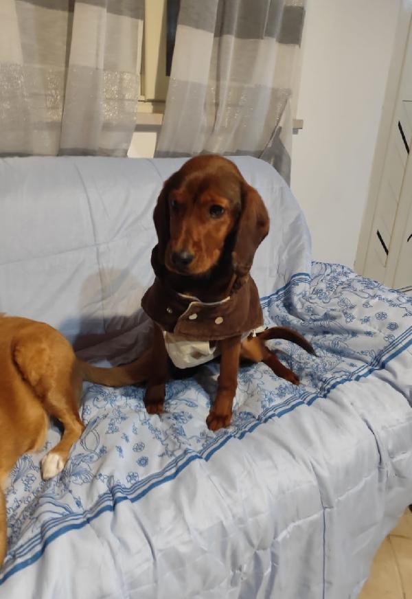 GIUGGIOLA 1 anno taglia piccola  Foto 5