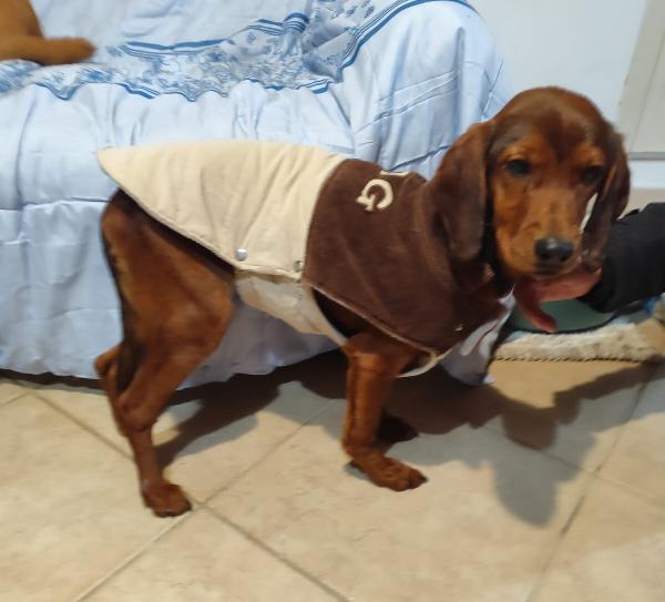 GIUGGIOLA 1 anno taglia piccola  Foto 6