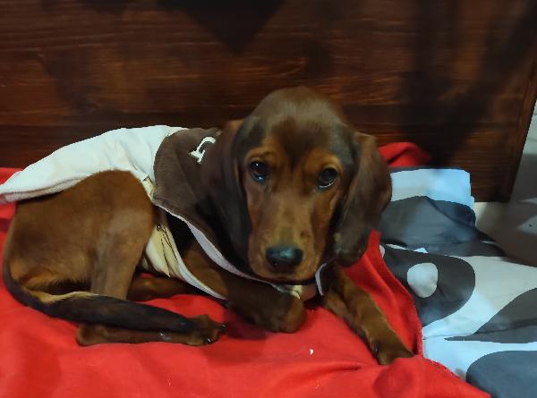 GIUGGIOLA 1 anno taglia piccola  Foto 7