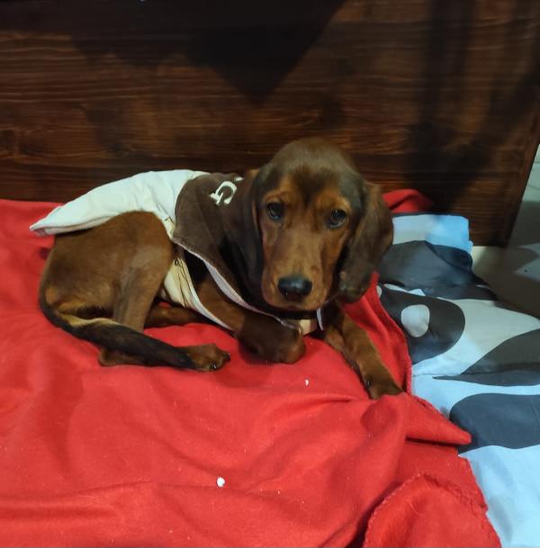 GIUGGIOLA 1 anno taglia piccola  Foto 8