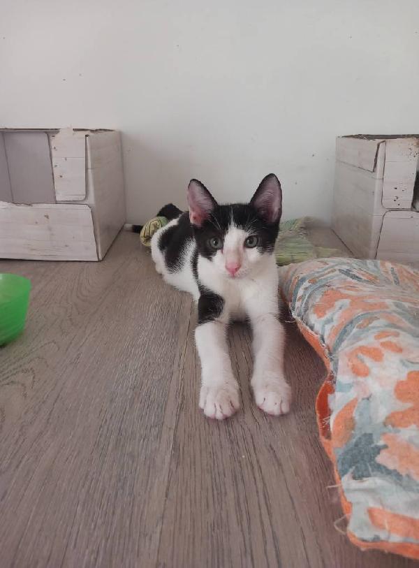 LUPIN, dolce micino da adottare! Foto 7