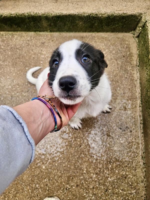 Olga Dolcissima Cucciolotta Bianco Nera Cerca Famiglia 