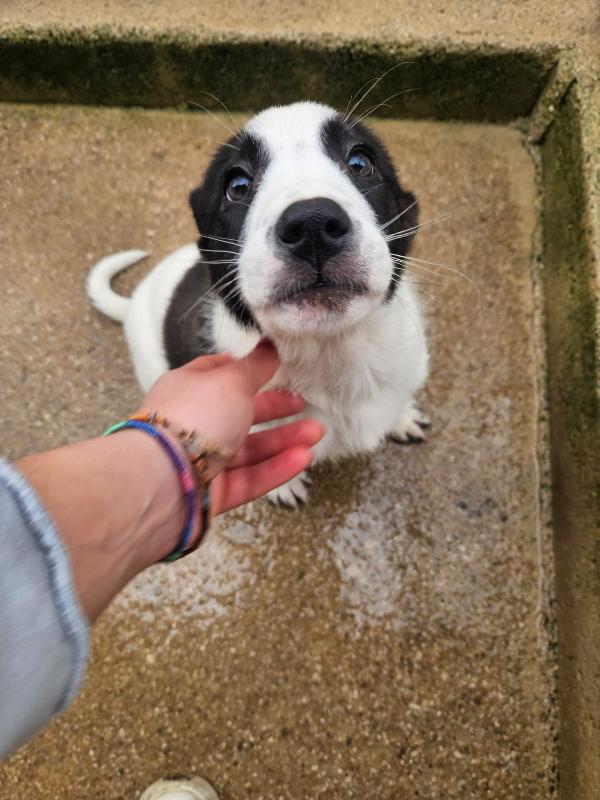 Olga dolcissima cucciolotta bianco nera cerca famiglia  Foto 2