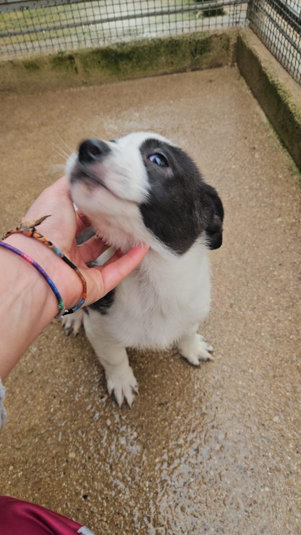 Olga dolcissima cucciolotta bianco nera cerca famiglia  Foto 3