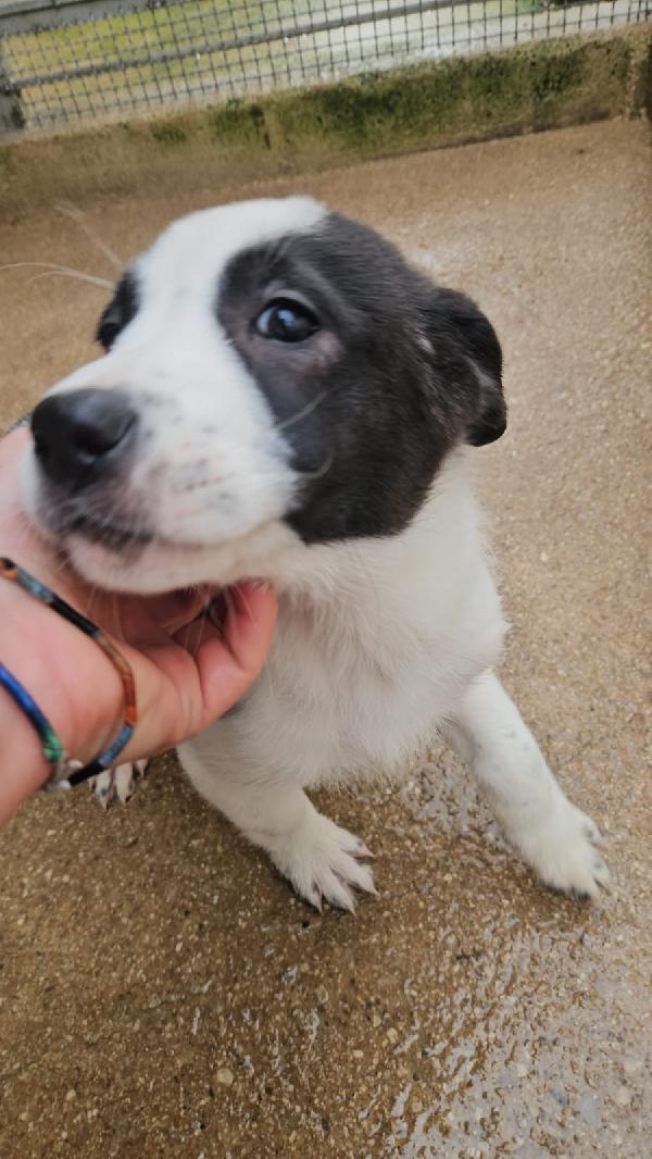 Olga dolcissima cucciolotta bianco nera cerca famiglia  Foto 5