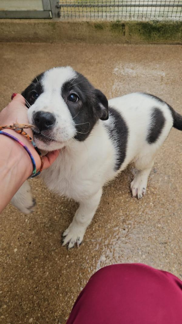 Olga dolcissima cucciolotta bianco nera cerca famiglia  Foto 7