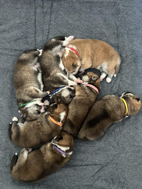 Akita Inu