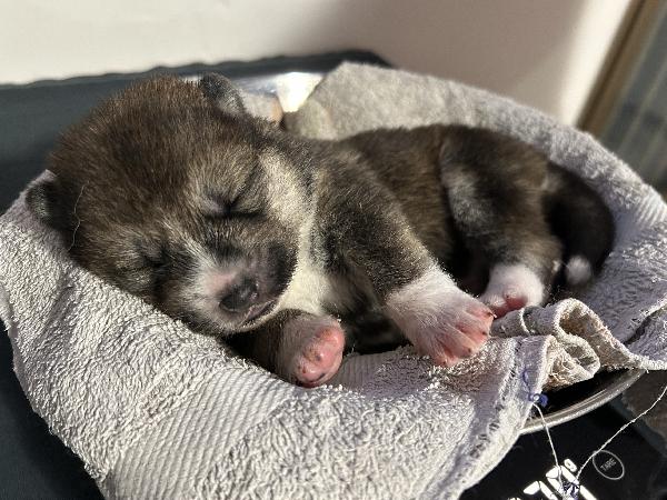 Akita Inu - media 2