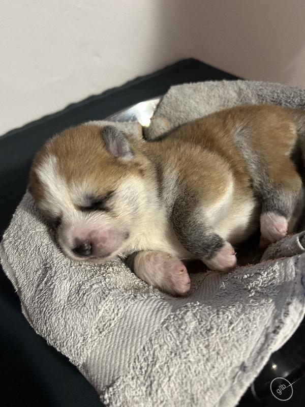 Akita Inu - media 3