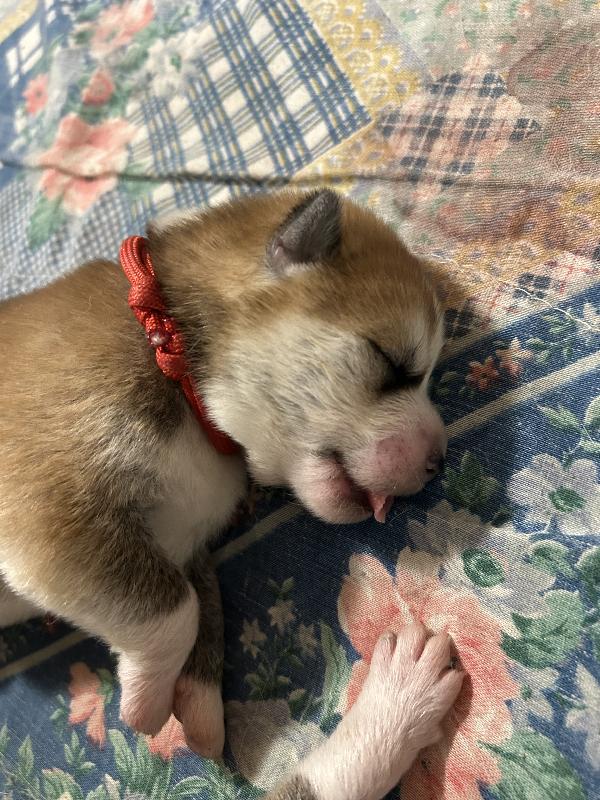 Akita Inu - media 4