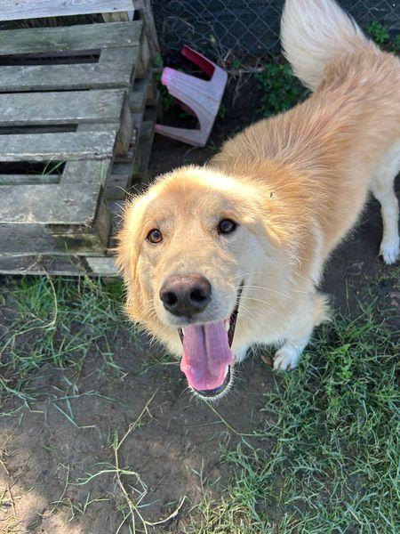 FLIPPER, adozione del cuore Foto 4