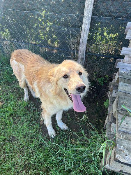 FLIPPER, adozione del cuore Foto 7