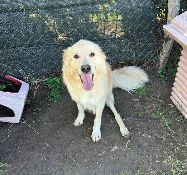 FLIPPER, adozione del cuore Foto 8